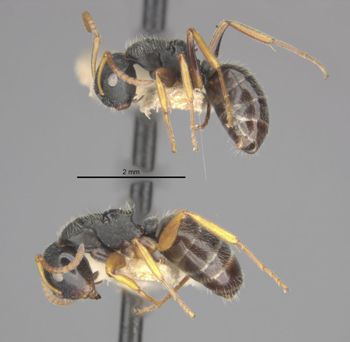 Media type: image;   Entomology 21623 Aspect: habitus lateral view